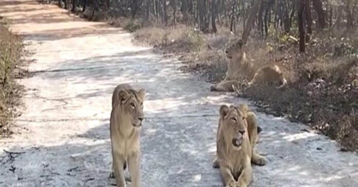 अगर जा रहें हैं राजगीर जू सफारी तो. पढ़ लें यह ख़बर