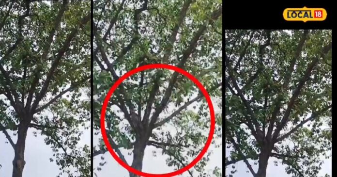 चूजों को खाने की फिराक में था जहरीला सांप, तभी मैना ने किया कुछ ऐसा कि उल्टे पांव भागना पड़ा, देखें VIDEO