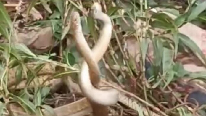 आरा में सावन से ठीक पहले नृत्य करता दिखा नाग-नागिन का जोड़ा, See Viral Video
