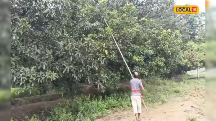 किसानों के लिए घाटे का सौदा साबित हुआ आम की खेती,जानिए क्या है वजह