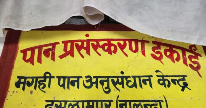 पान के तेल से मालामाल होंगे यहां के किसान! 50 हजार रुपये लीटर है दाम