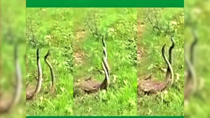सांपों ने भी ऐसे कर  किया श्रावण के पहले दिन का स्वागत