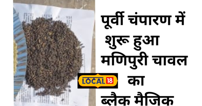 पूर्वी चंपारण में शुरू हुई मणिपुरी ब्लैक चावल की खेती, यूरोप तक के लोग हैं इसके के दीवाने