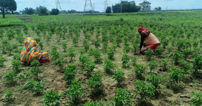 सहरसा में मिर्च की खेती से किसान हो रहे मालामाल