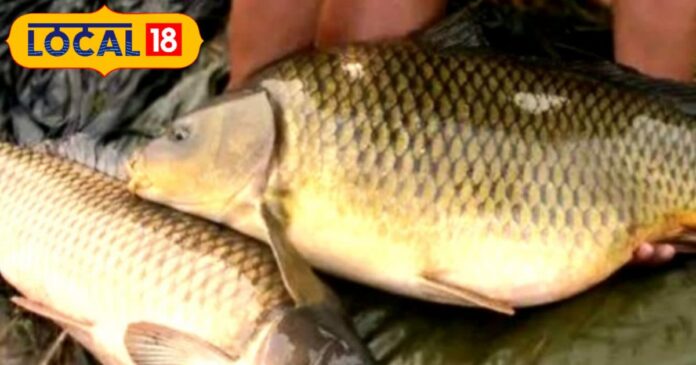 मछली पालन से समस्तीपुर का यह शख्स बना मालामाल, 7 वैरायटी की मछली से हर महीने 7 से 8 लाख की कमाई