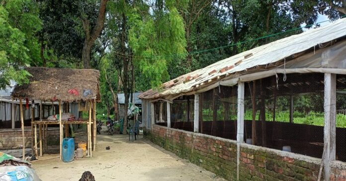 अब सहरसा में भी मजा लें कड़कनाथ और टर्की नस्ल के मुर्गे का