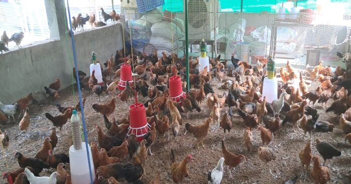 गया के इस शख्स को सोनाली-कड़कनाथ ने किया मालामाल! 3 साल में ही बदली किस्मत