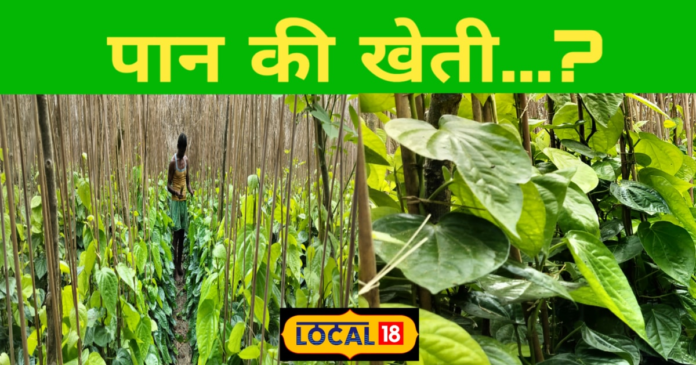 Betel Farming in Bihar: पान की खेती की जानें तकनीक, यह है लागत और मुनाफा