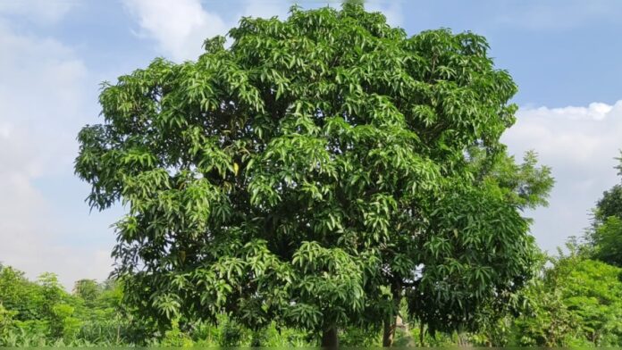 अगले वर्ष चाहते हैं आम की हो बंपर पैदावार...तो अभी से करें यह उपाय, होगा फायदा