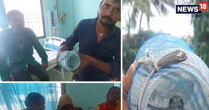 VIDEO: पोते को सांप ने डंसा तो दादी ने दिखाई हिम्मत, जिंदा पकड़ा और लेकर पहुंच गई अस्पताल