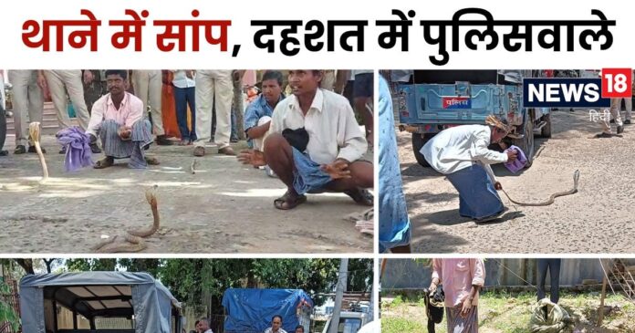 VIDEO: किंग कोबरा का थाने पर कब्जा, सांपों का मेल देखकर थानेदार-सिपाही के छूटे पसीने