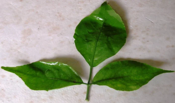 Bael leaves