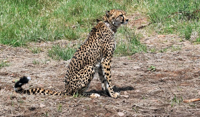 cheetah