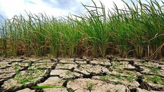 jharkhand inches to drought after less rain kharif crop cm hemant soren concern