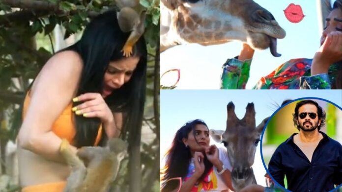 Khatron Ke Khiladi 13: रोहित शेट्टी के शो में स्टंट के दौरान कंटेस्टेंट्स के छूटे पसीने, वीडियो देख कांप उठेगी रूह
