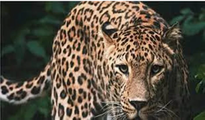 Palamu Tiger Reserve 