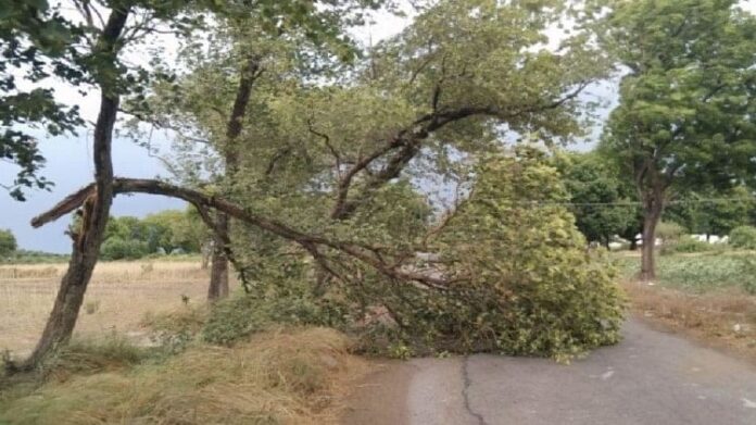 Jharkhand Woman killed six others injured due to falling tree in Palamu Two members of banned TSPC arrested