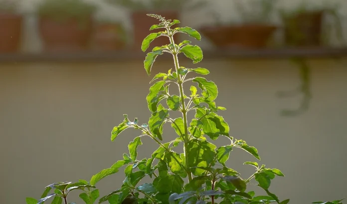 Tulsi Ke Jyotish Upay