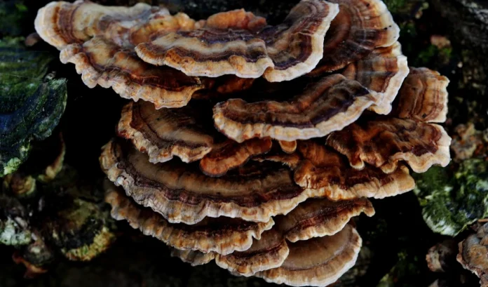 Turkey Tail Mushroom