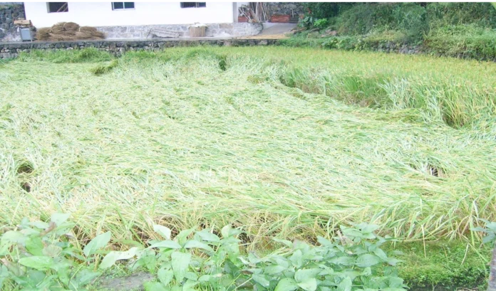 wasted crops