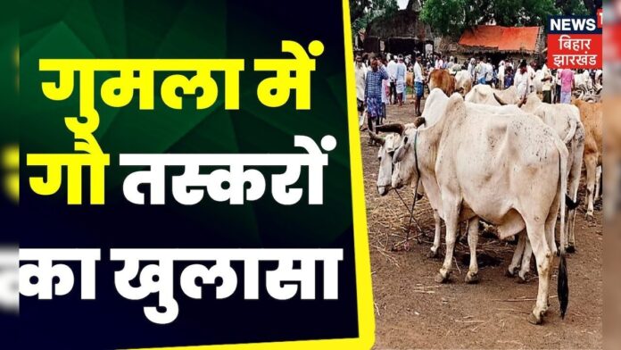 Gumla News :गुमला में गौ तस्करों का खुलासा। Johar Jharkhand | Hindi News | Top News | Cow Smuggling