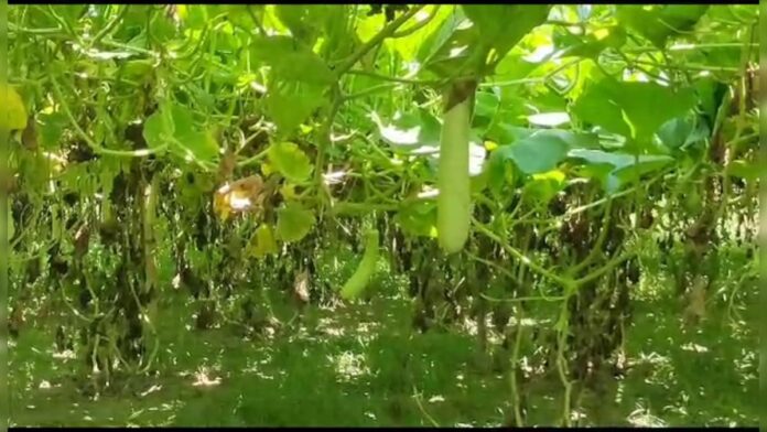 MBA के बाद अच्छी खासी नौकरी को मारी लात, अब कर रहे ये काम, हो रहा मोटा मुनाफा