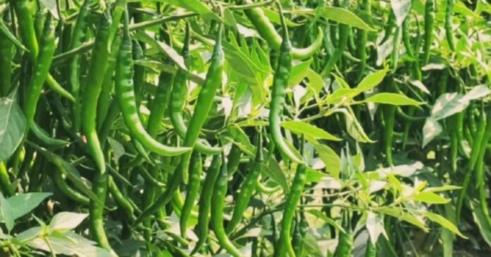 मिर्च की खेती से किसान ने कमाया जबरदस्त मुनाफा, लाखों में हुई मुनाफा