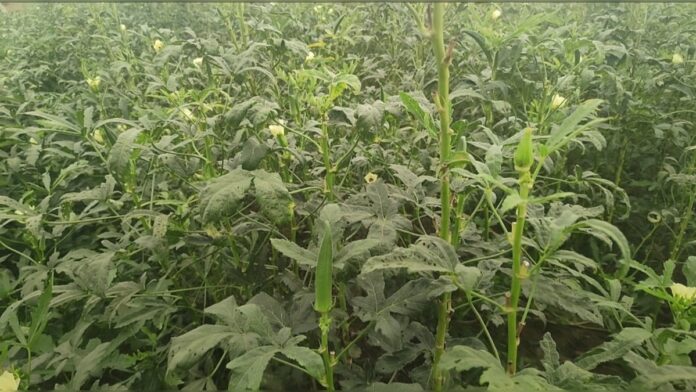 हरी सब्जी की खेती से किसान हुआ मालामाल,सालाना लाखों में हो रही है कमाई