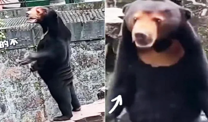 china zoo
