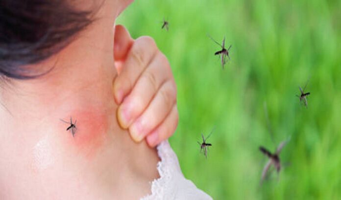 Dengue Fever in Kids