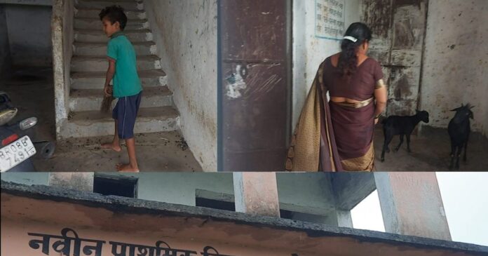 हाय रे बिहार! स्कूल में झाड़ू लगाता बच्चा, बकरी हांक रहीं प्रभारी और धान रोपनी में बिजी हैं छात्र!
