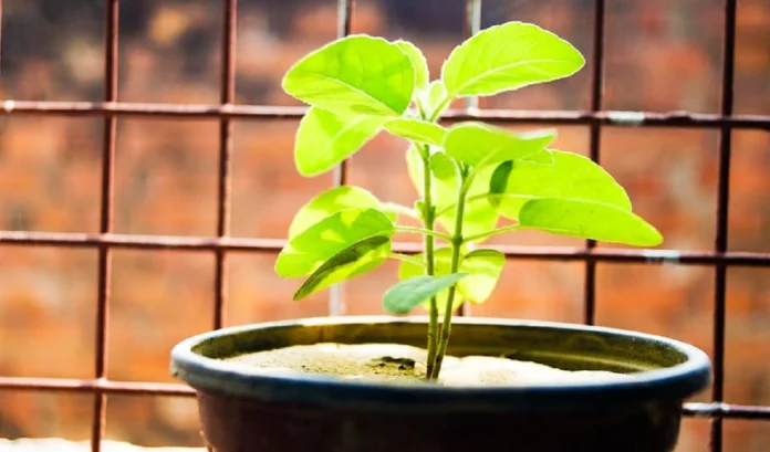 Tulsi Plan Vastu